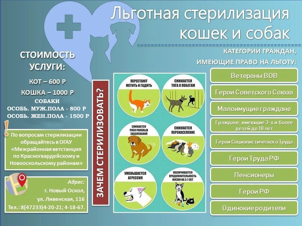 Информация о льготной вакцинации и стерилизации собак и кошек.