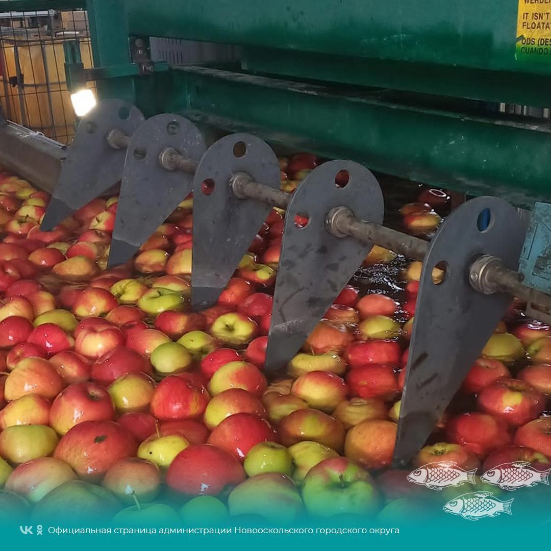 Новооскольское предприятие по выращиванию яблок расширяет свои возможности.