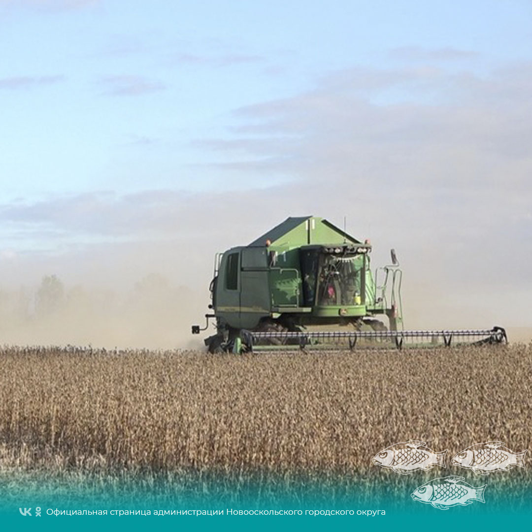 Новооскольские аграрии продолжают уборку зерновой кукурузы и соевых культур.