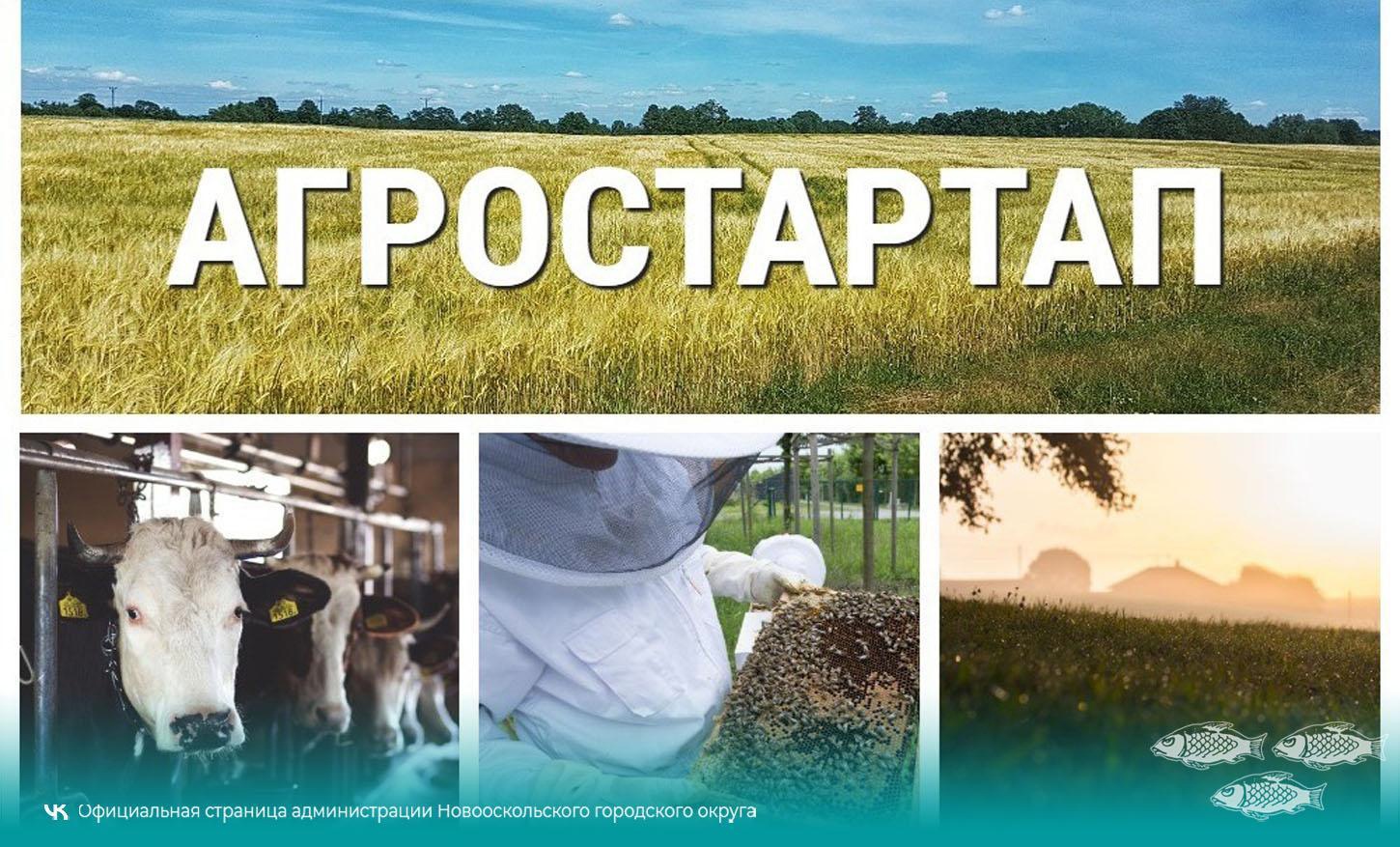 В Белгородской области объявлен конкурс по предоставлению гранта по направлению «Агростартап».
