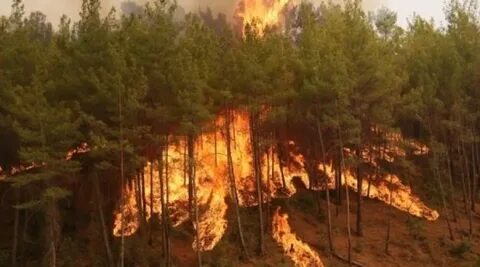Берегите лес отпожара!.