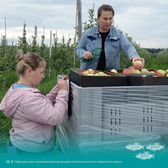 В ООО "Белгородские яблоки" начался сезон уборки урожая.