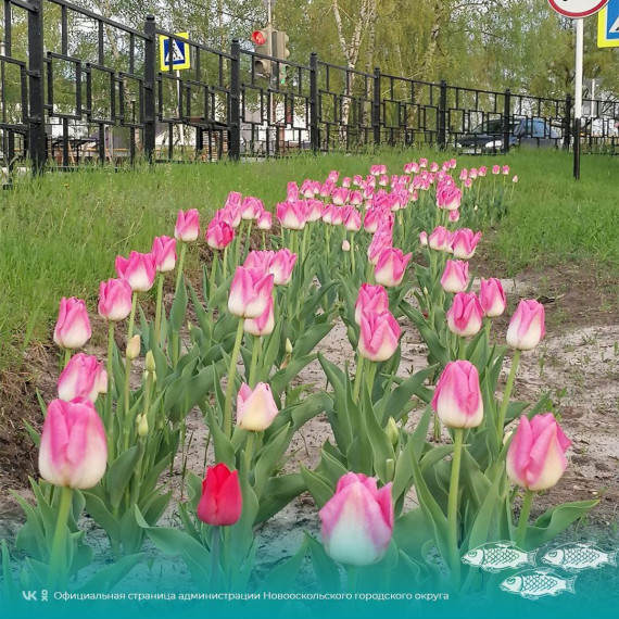 А вы уже полюбовались разноцветными тюльпанами, которые распустились к первомаю на городских клумбах?.