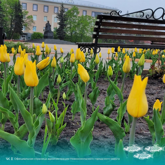 А вы уже полюбовались разноцветными тюльпанами, которые распустились к первомаю на городских клумбах?.