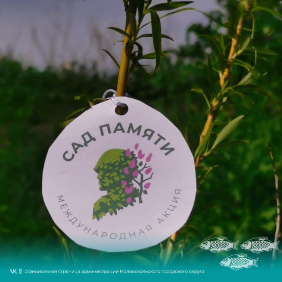 В Новооскольском городском округе продолжается посадка деревьев в рамках акции «Сад памяти».